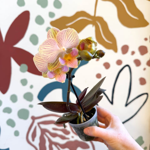 Phalaenopsis 'Stella' - Moth Orchid