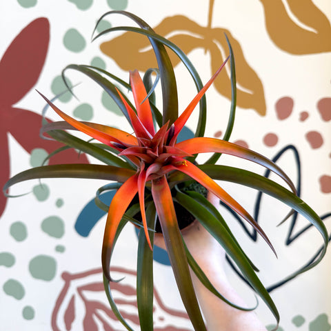 Tillandsia capitata 'Hermosa' - Flaming Sword Bromeliad