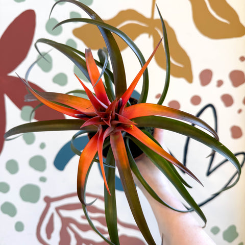 Tillandsia capitata 'Hermosa' - Flaming Sword Bromeliad