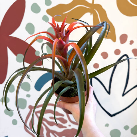 Tillandsia capitata 'Hermosa' - Flaming Sword Bromeliad