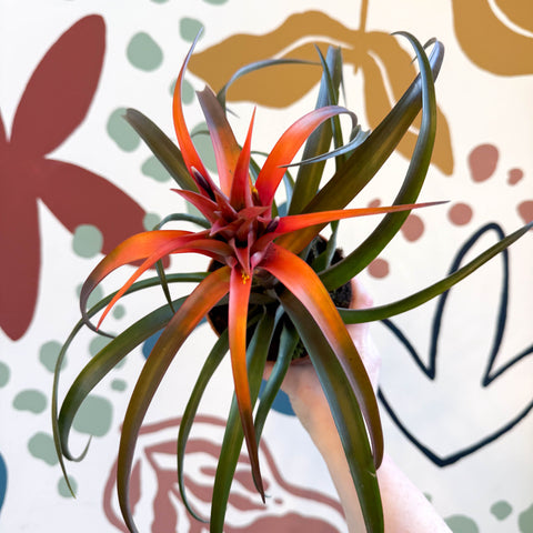 Tillandsia capitata 'Hermosa' - Flaming Sword Bromeliad