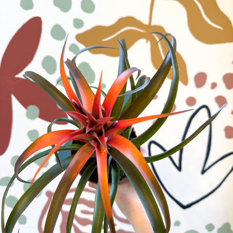 Tillandsia capitata 'Hermosa' - Flaming Sword Bromeliad