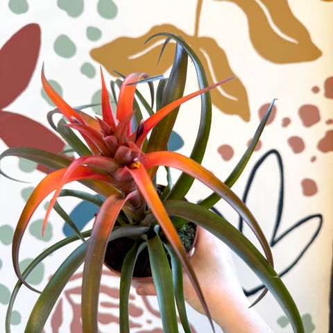 Tillandsia capitata 'Hermosa' - Flaming Sword Bromeliad