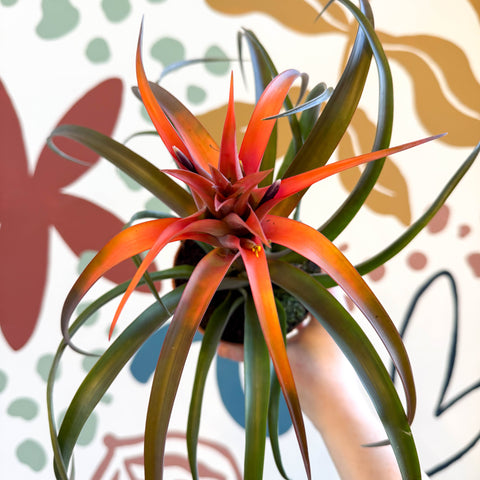 Tillandsia capitata 'Hermosa' - Flaming Sword Bromeliad