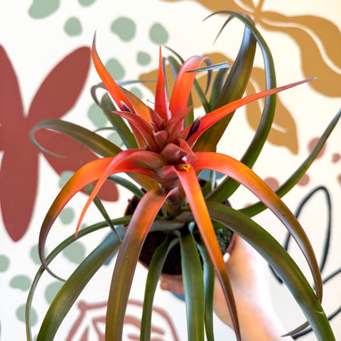 Tillandsia capitata 'Hermosa' - Flaming Sword Bromeliad