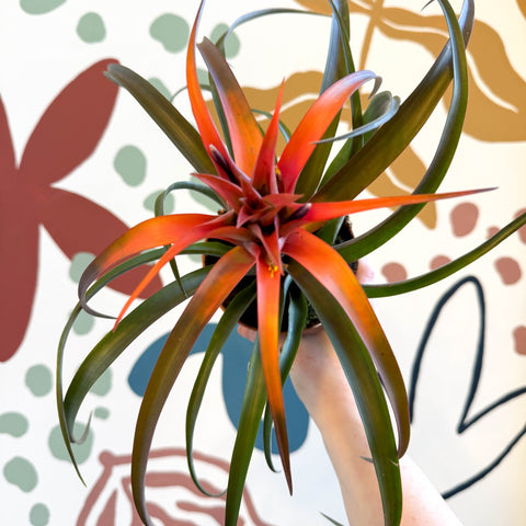 Tillandsia capitata 'Hermosa' - Flaming Sword Bromeliad