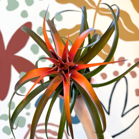 Tillandsia capitata 'Hermosa' - Flaming Sword Bromeliad