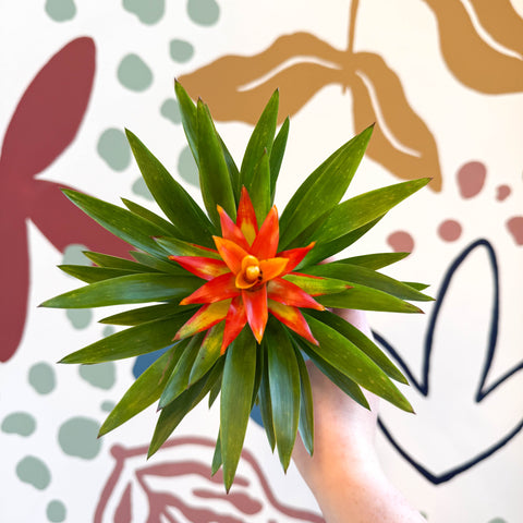 Guzmania 'Theresa'