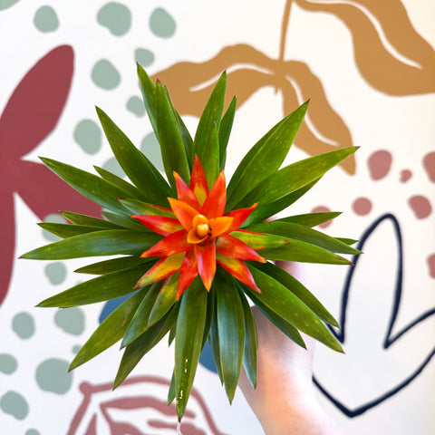 Guzmania 'Theresa'