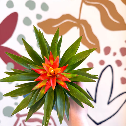 Guzmania 'Theresa'