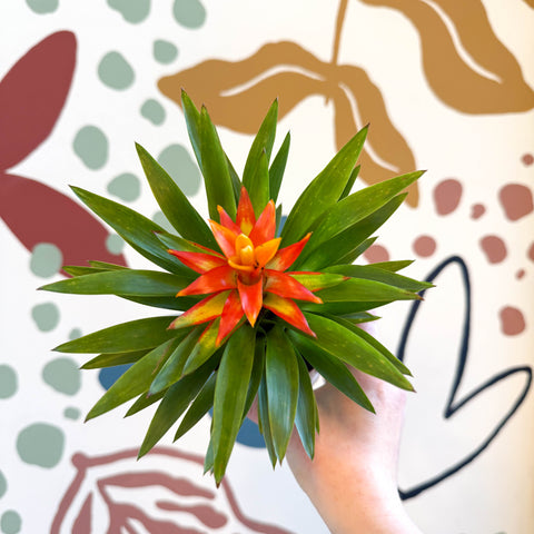 Guzmania 'Theresa'