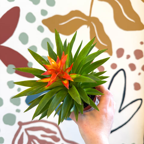 Guzmania 'Theresa'