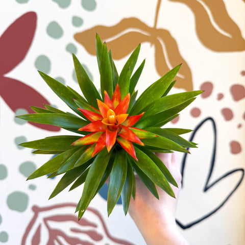 Guzmania 'Theresa'