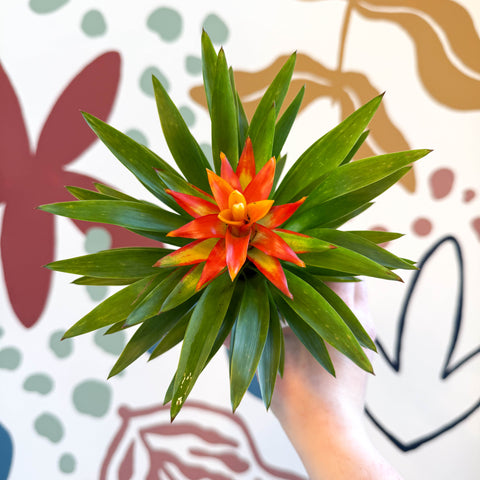 Guzmania 'Theresa'