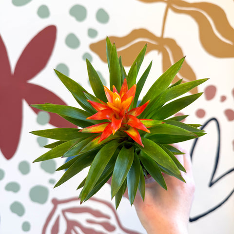 Guzmania 'Theresa'