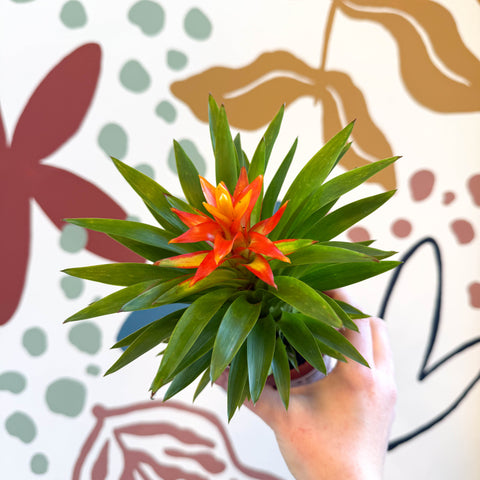 Guzmania 'Theresa'