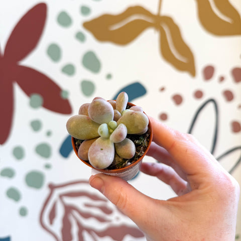 Piedra lunar lavanda - Pachyphytum oviferum 'Momobijin'