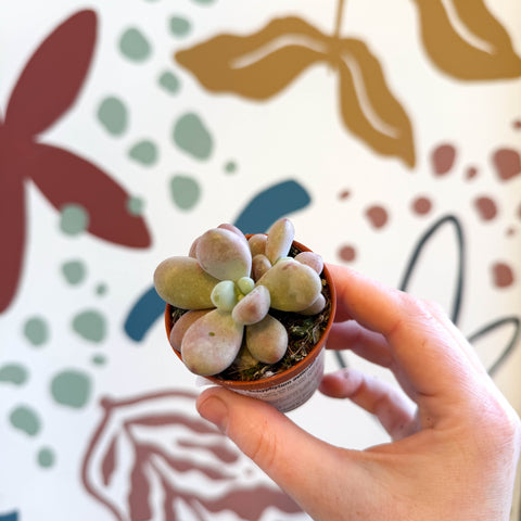 Piedra lunar lavanda - Pachyphytum oviferum 'Momobijin'