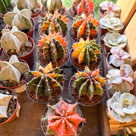 Cactus Luna Variado - Gymnocalycium mihanovichii Friedrichii variegata 'Japón'