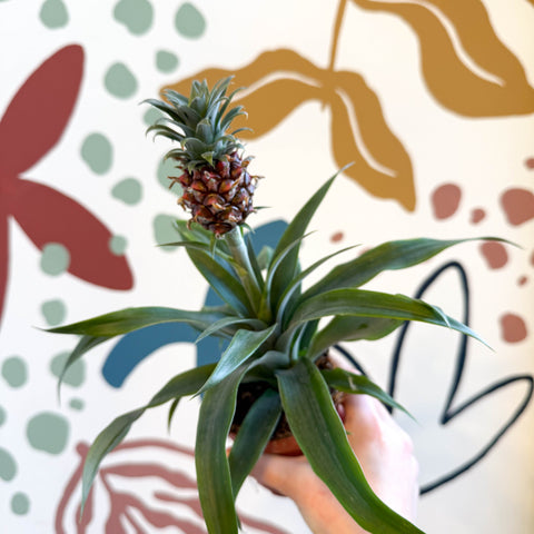 Ananas comosus 'Rosita' - Pineapple Plant