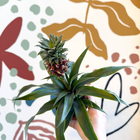 Ananas comosus 'Rosita' - Pineapple Plant