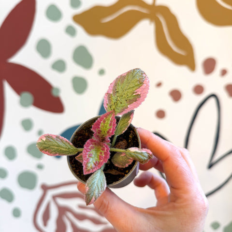 Episcia cupreata 'Pink Brocade'' - Flame Violet