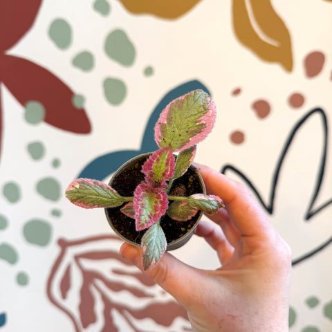 Episcia cupreata 'Pink Brocade'' - Flame Violet