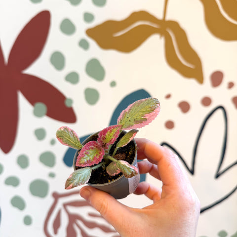 Episcia cupreata 'Pink Brocade'' - Flame Violet