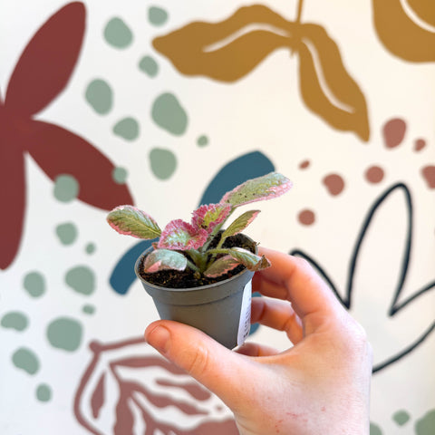 Episcia cupreata 'Pink Brocade'' - Flame Violet