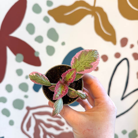 Episcia cupreata 'Pink Brocade'' - Flame Violet