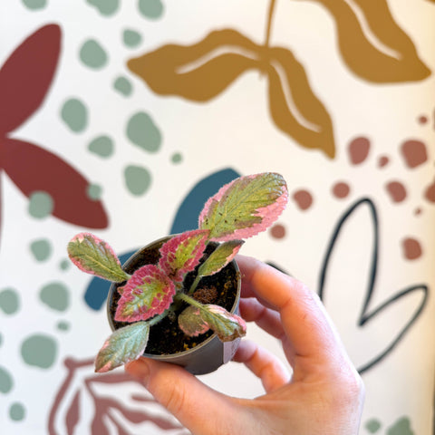 Episcia cupreata 'Pink Brocade'' - Flame Violet