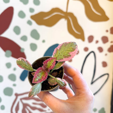 Episcia cupreata 'Pink Brocade'' - Flame Violet