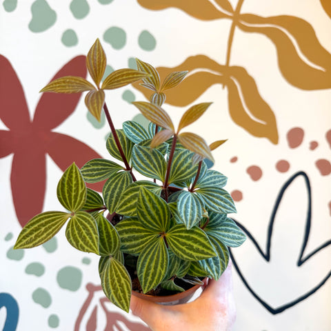 Peperomia tetragona