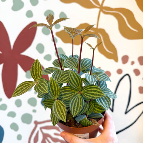 Peperomia tetragona