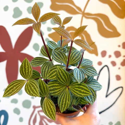 Peperomia tetragona