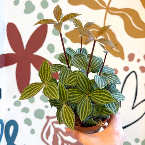 Peperomia tetragona