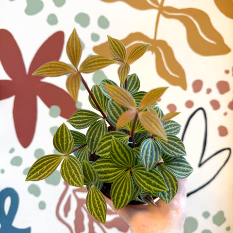 Peperomia tetragona