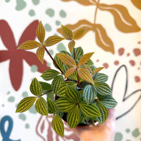 Peperomia tetragona