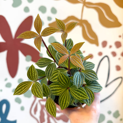 Peperomia tetragona