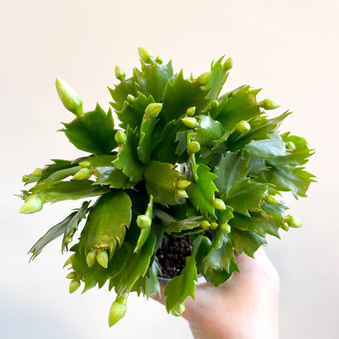 Schlumbergera 'White Brazil'