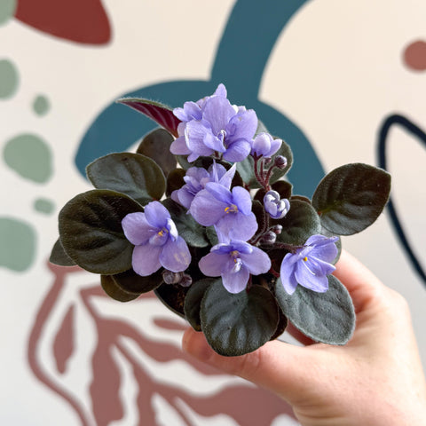 Saintpaulia – Pale Blue Mini African Violet