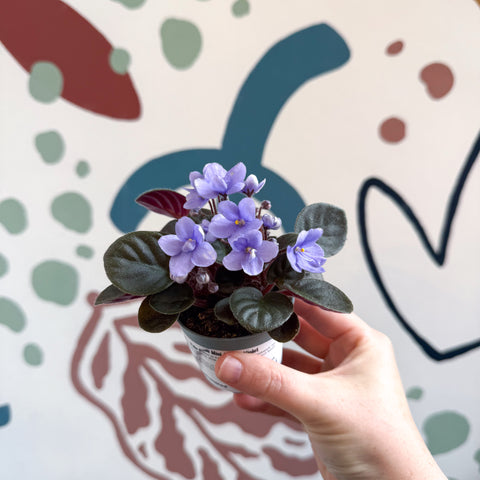 Saintpaulia – Pale Blue Mini African Violet