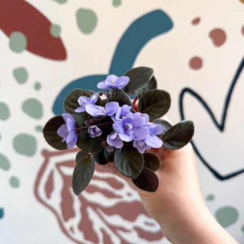 Saintpaulia – Pale Blue Mini African Violet