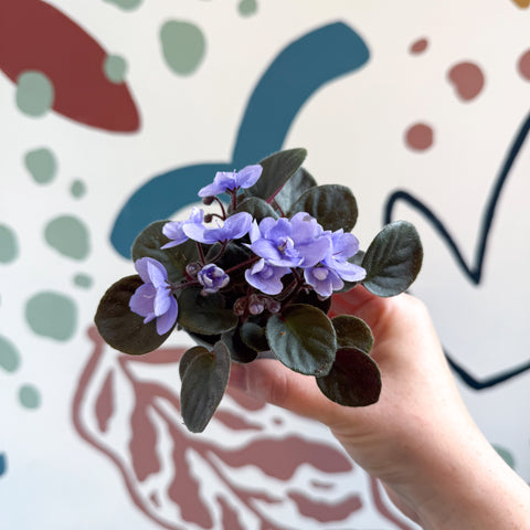 Saintpaulia – Pale Blue Mini African Violet