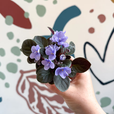 Saintpaulia – Pale Blue Mini African Violet