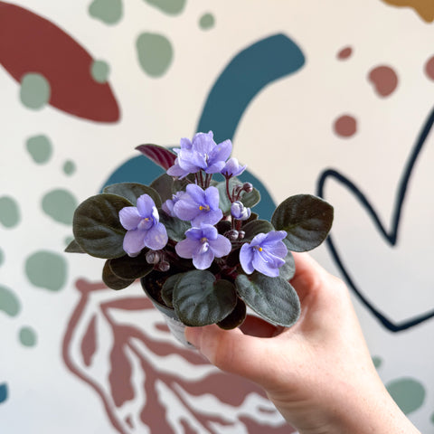 Saintpaulia – Pale Blue Mini African Violet