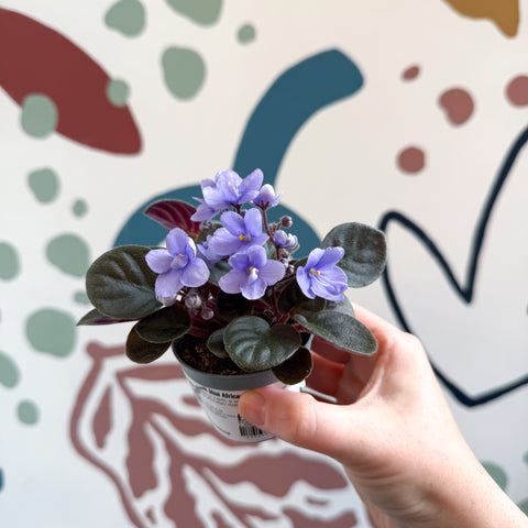 Saintpaulia – Pale Blue Mini African Violet
