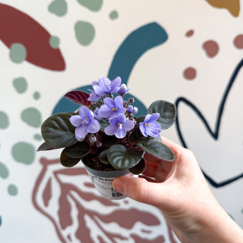 Saintpaulia – Pale Blue Mini African Violet