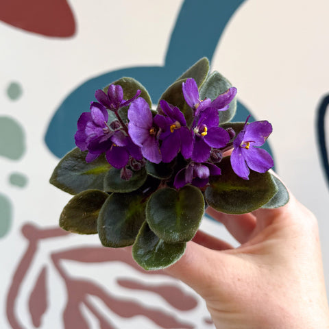 Saintpaulia – Purple Mini African Violet