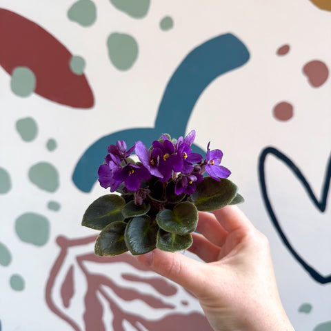Saintpaulia – Purple Mini African Violet